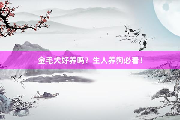 金毛犬好养吗?生人养狗必看!